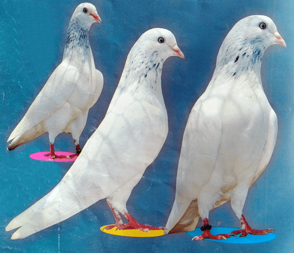 Hansraj Breed Pigeons