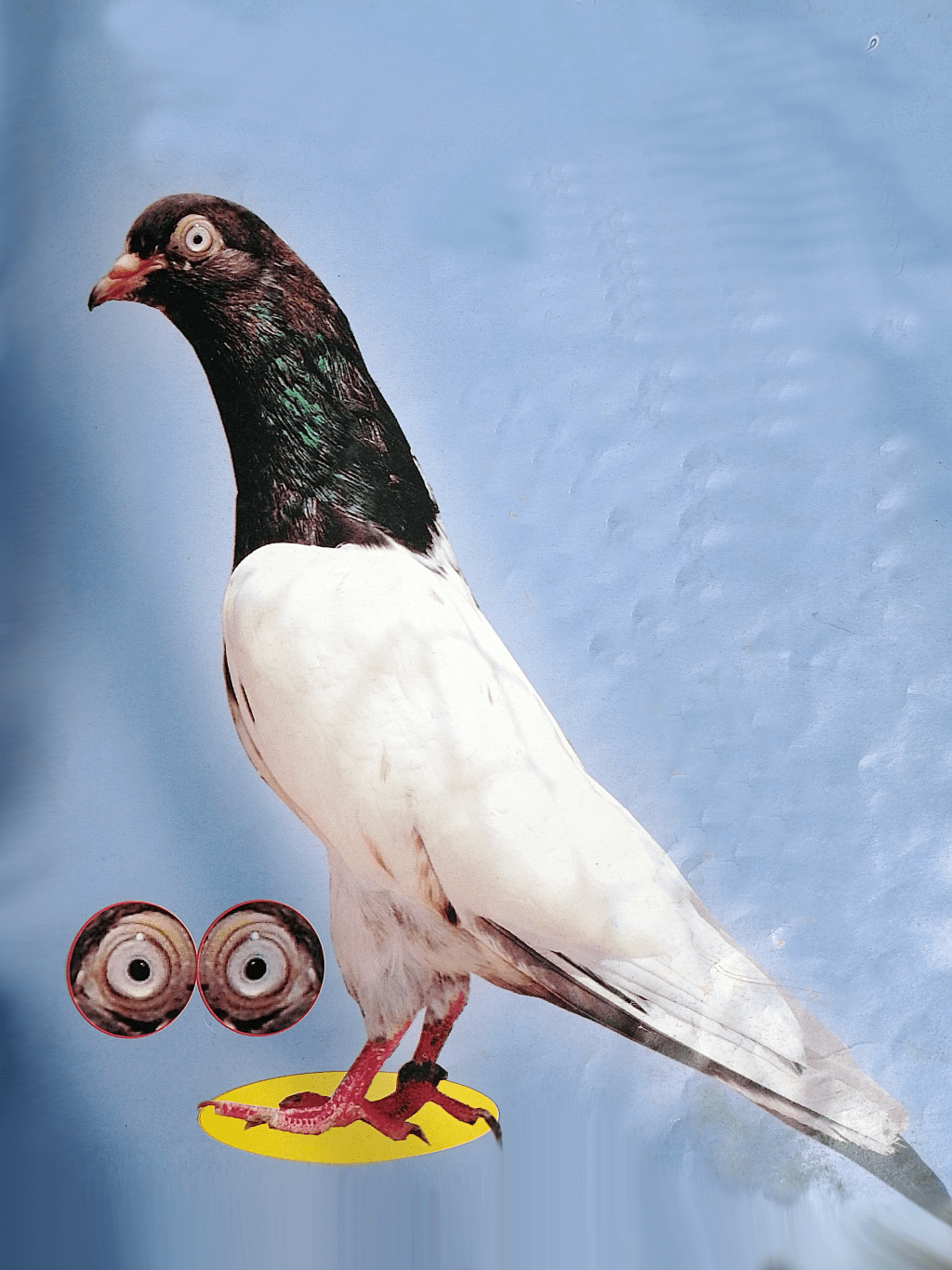 Sherdil Breed Pigeons